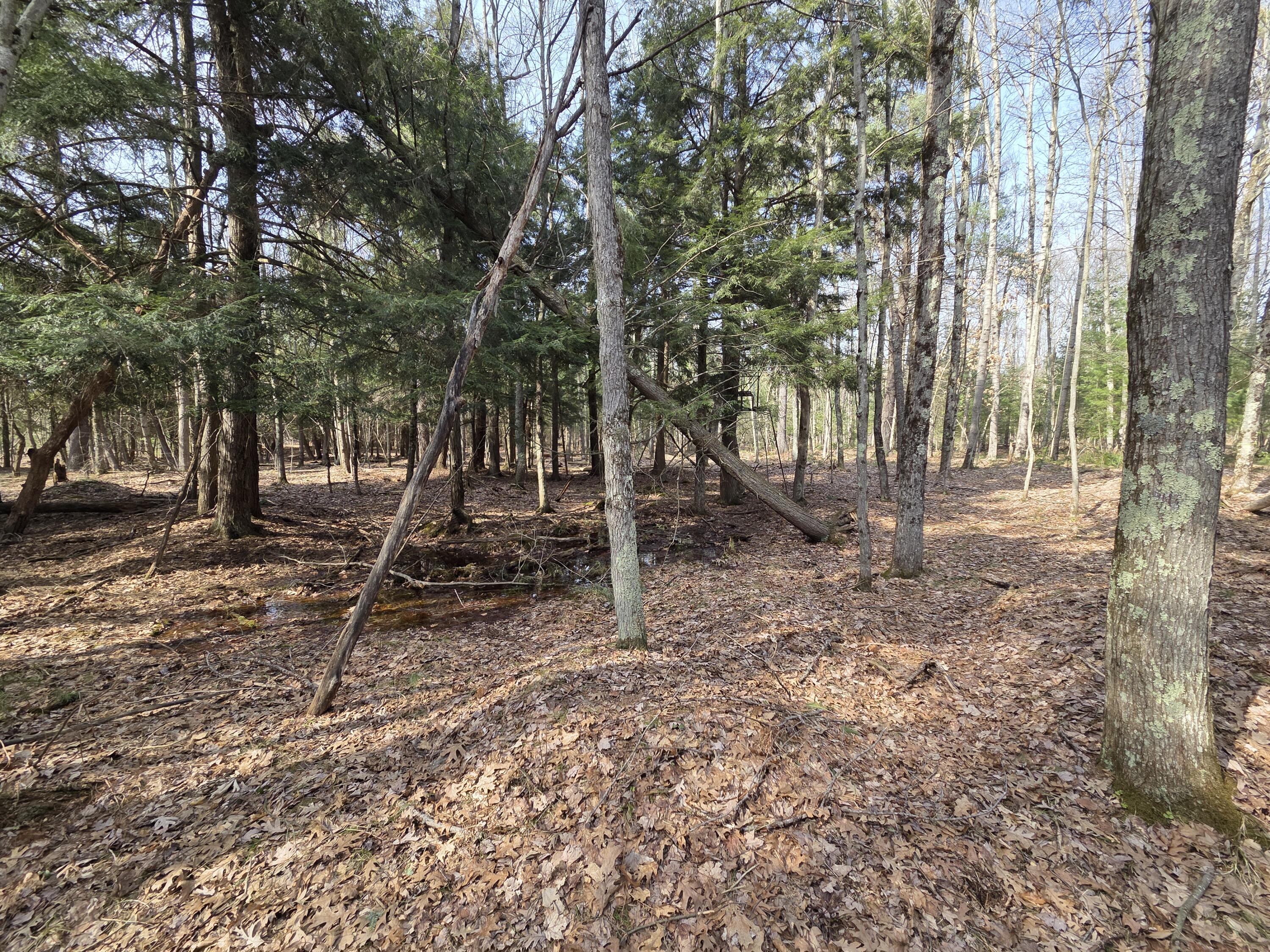 0 6 6 Mile Road Irons, MI 49644 - Photo 19 of 24 20260330_161600