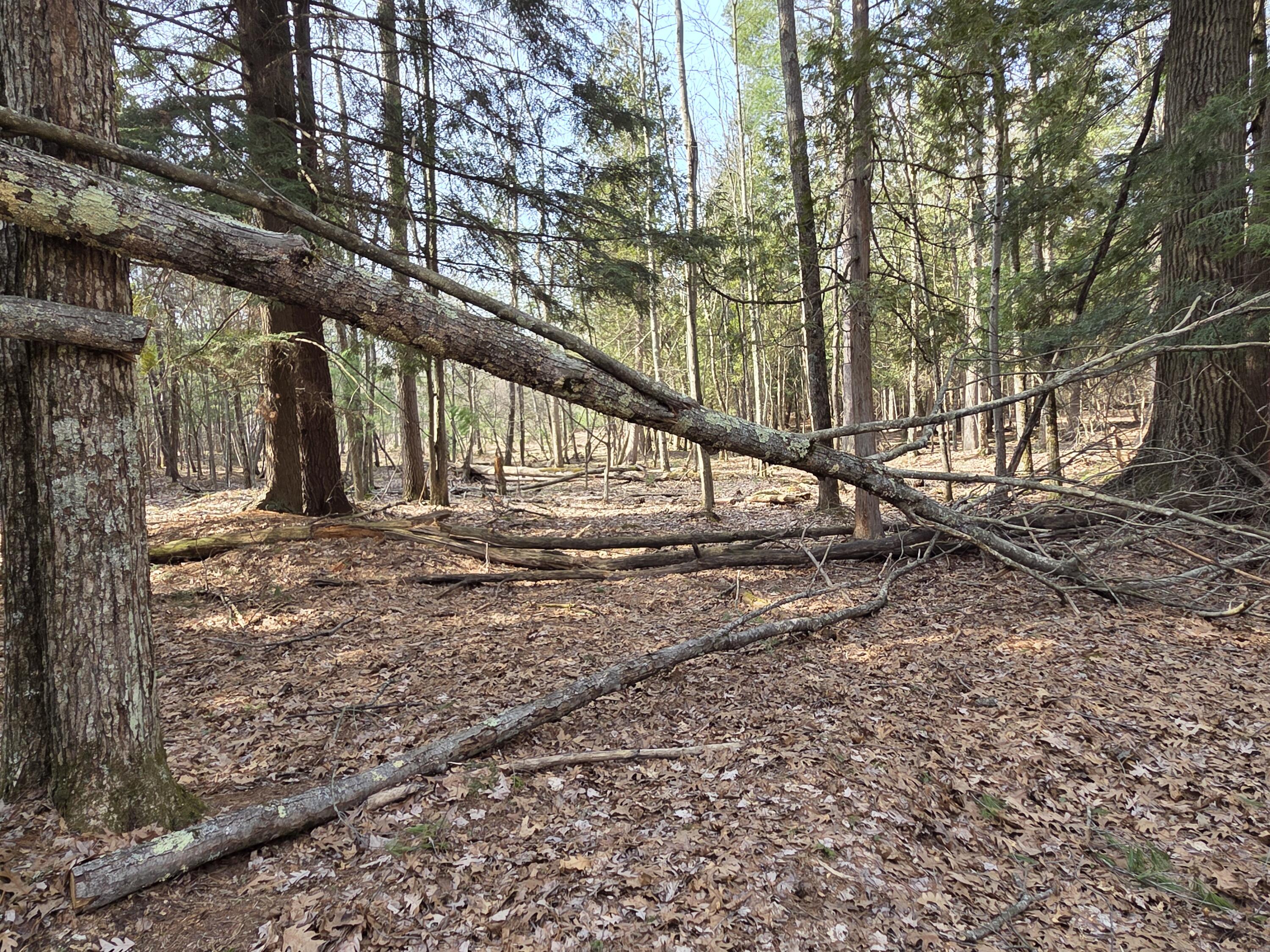 0 6 6 Mile Road Irons, MI 49644 - Photo 20 of 24 20260330_161516