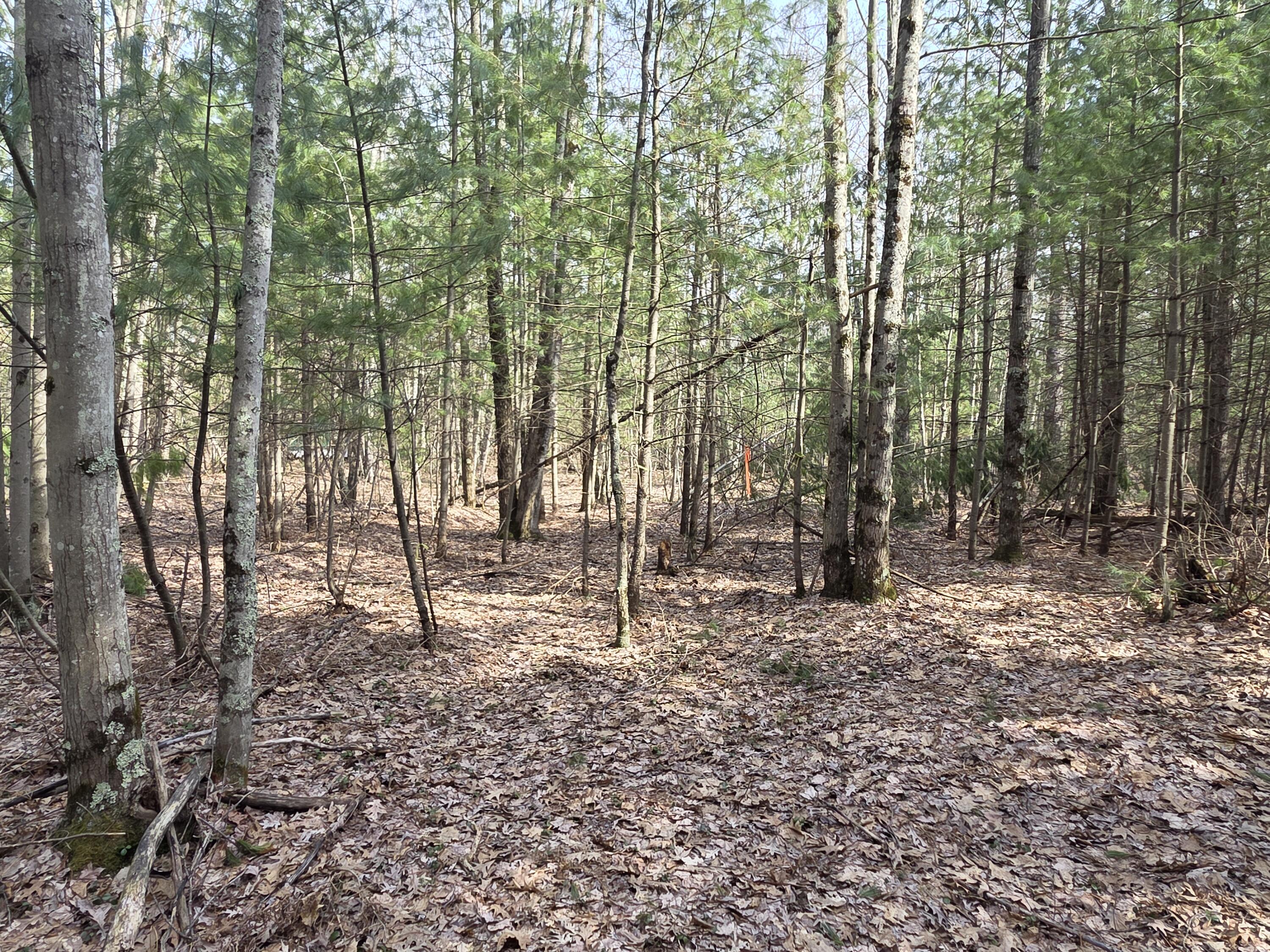 0 6 6 Mile Road Irons, MI 49644 - Photo 21 of 24 20260330_161452