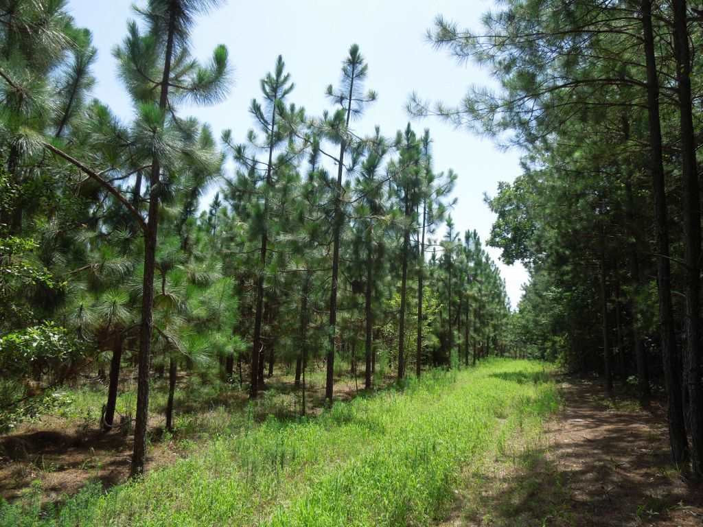 Cook Road Carthage, NC 28327 - Photo 3 of 10 Photo 3