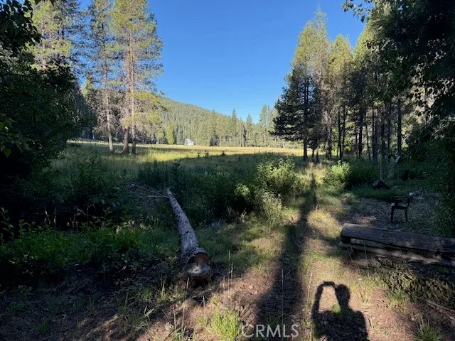 a view of a backyard with large trees