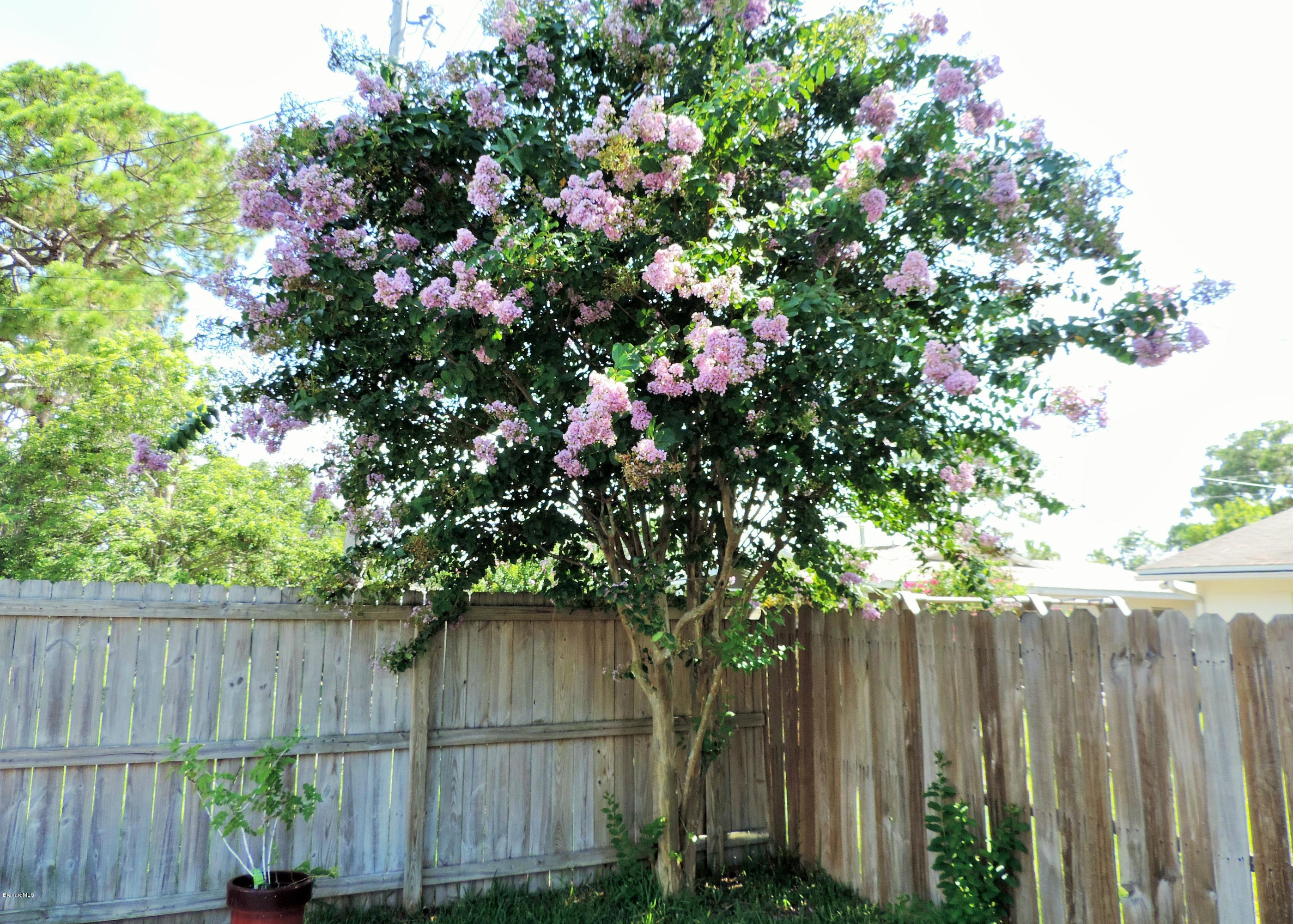 921 Jefferson Road Rockledge, FL 32955 - Photo 17 of 21 back tree