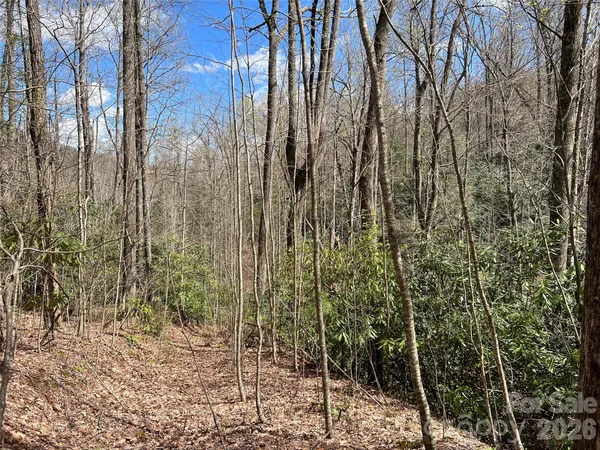 a view of forest