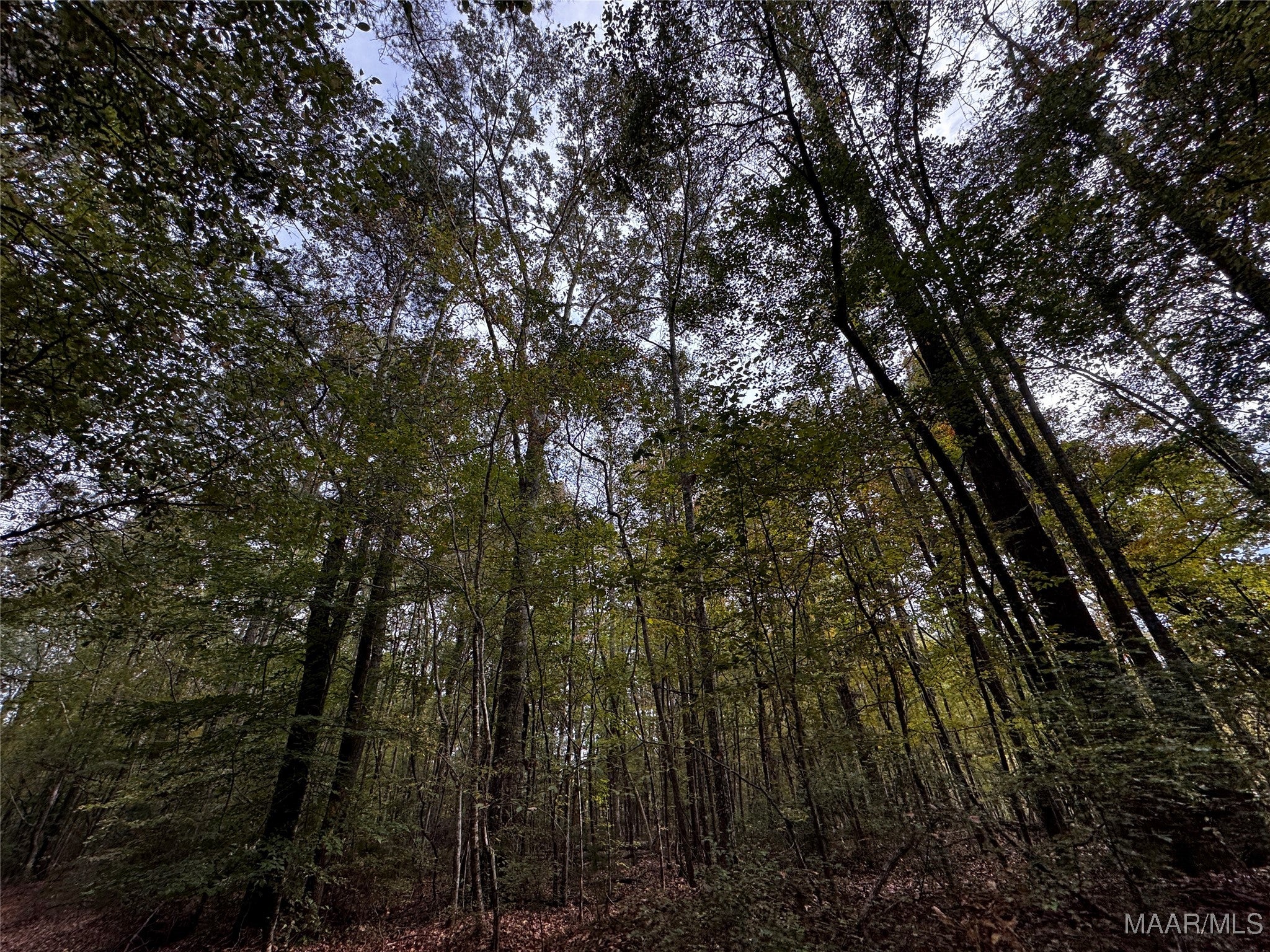 0 Coon Hop Road Hardaway, AL 36039 - Photo 64 of 67 Gallery Image 64