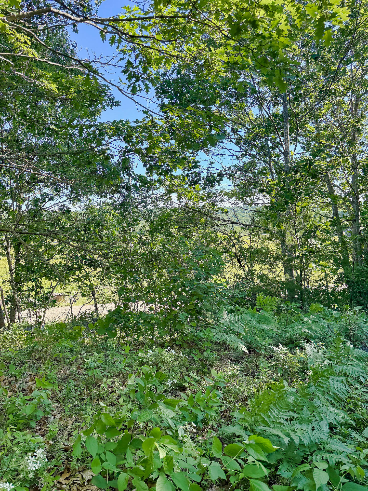 519 Snow's Cove Road Sedgwick, ME 04676 - Photo 6 of 17 519SnowsCove_005