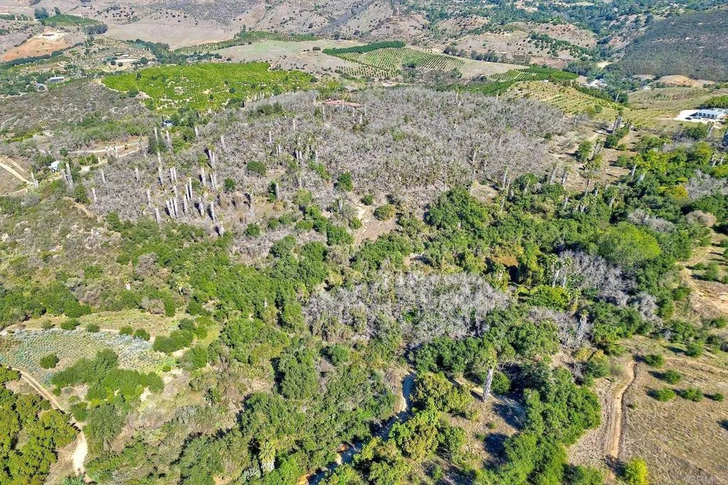 0 Mesa Crest Road Valley Center, CA 92082 - Photo 2 of 12 a view of a yard with a plant