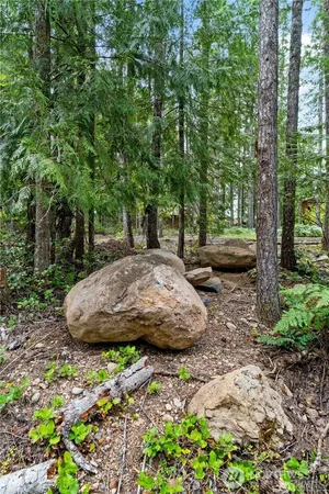 a view of a backyard with large trees