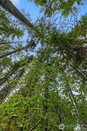 a view of a lush green forest