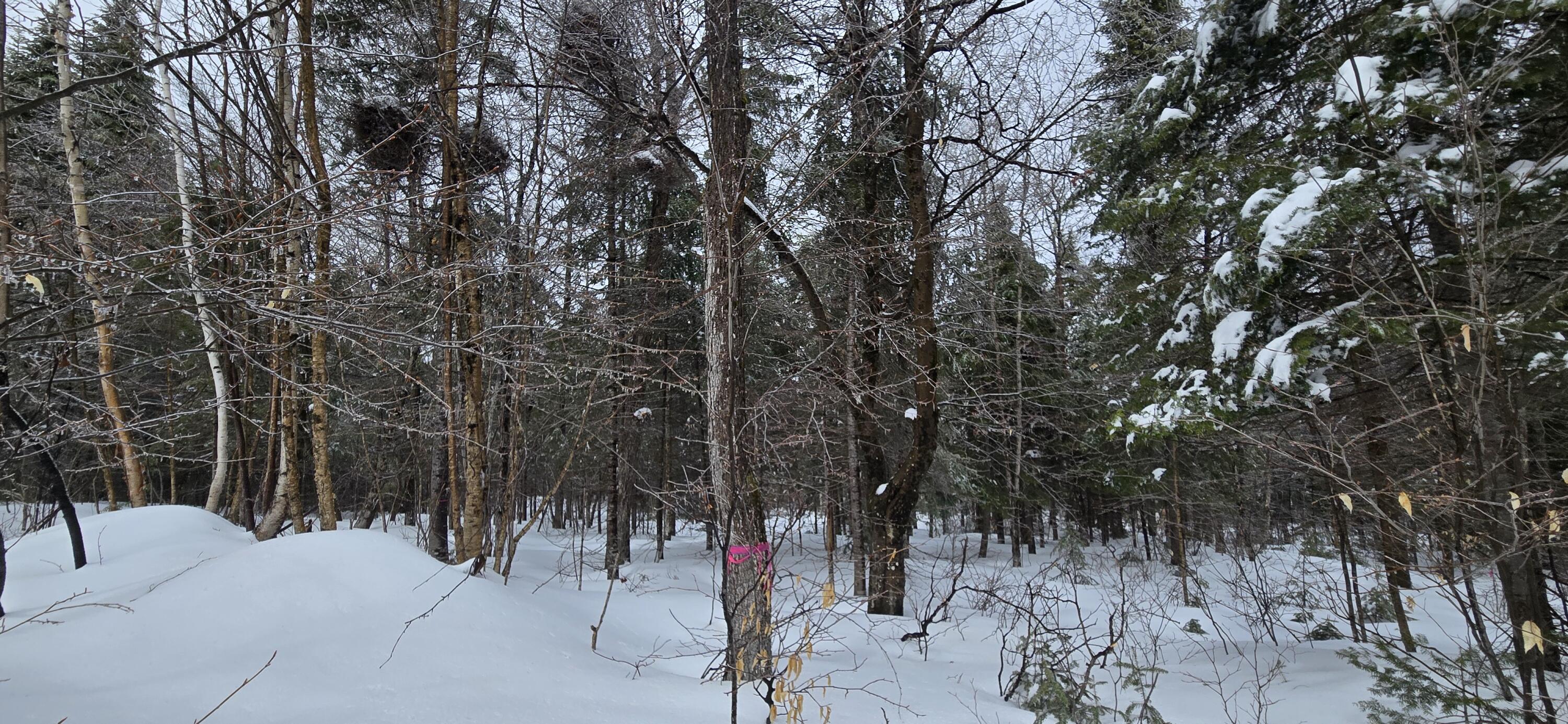 Map31 Map31 Lot12 St. David, ME 04773 - Photo 16 of 35 20260404_140034