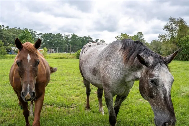 $288,700 | 1341 Highway 171, Louisville, GA 30434