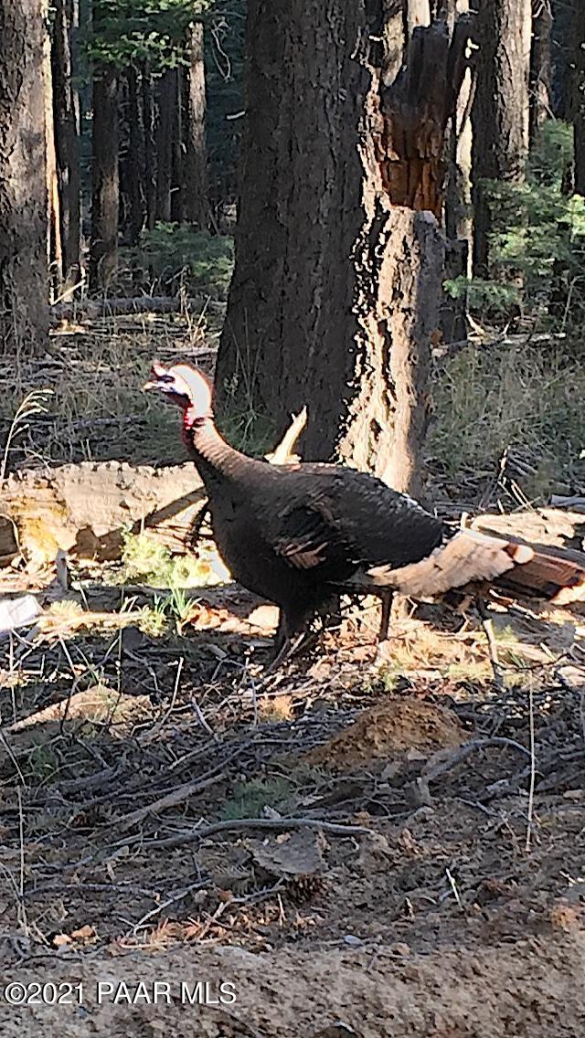 2840 Tunnel Road Prescott, AZ 86303 - Photo 44 of 46 Turkey on back of property