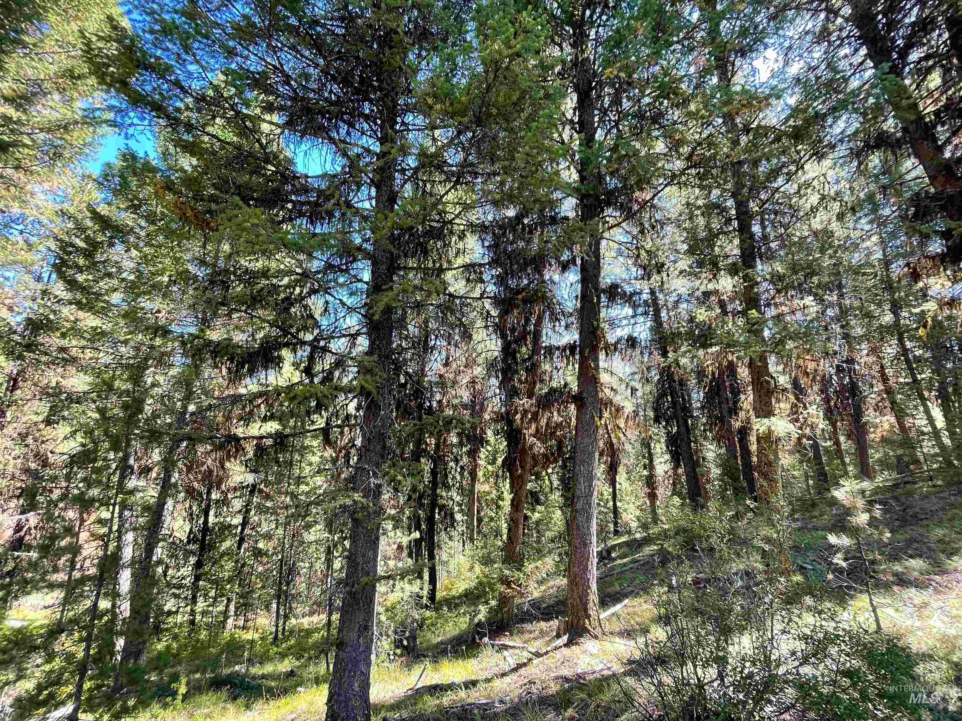 1-3 Horsethief Road Cascade, ID 83611 - Photo 6 of 11