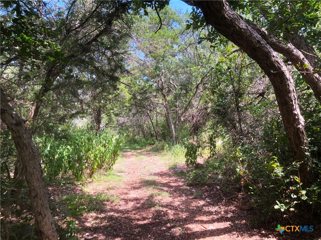 12308 Bonnie Lane Belton, TX 76513 - Photo 10 of 11 a view of a forest with trees