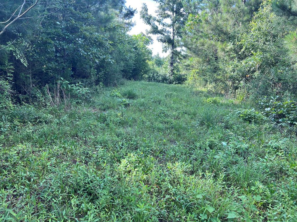 19 Beartown Road Jayess, MS 39641 - Photo 14 of 17 Photo 14