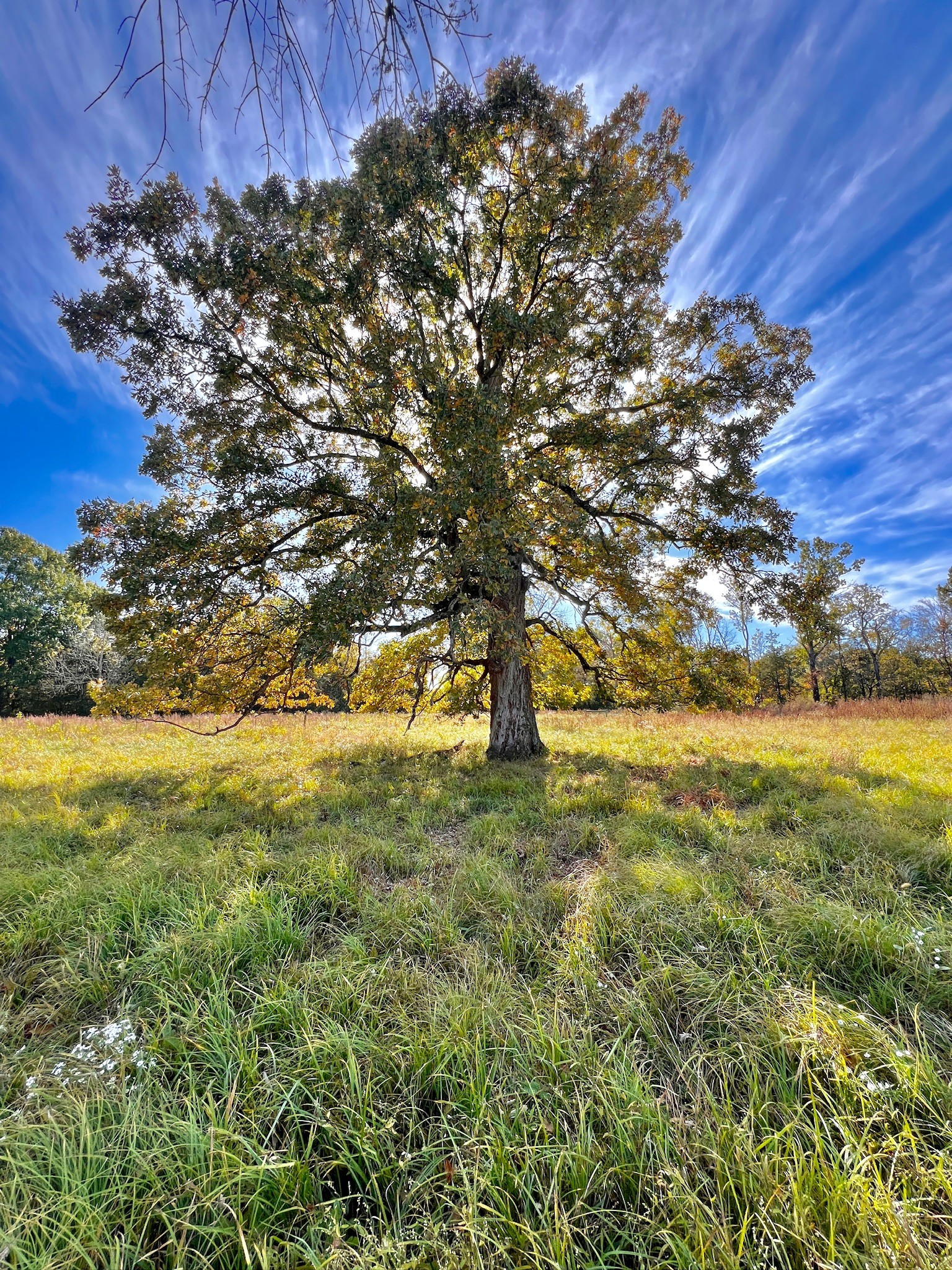 1650 Kingdom Road Bell Buckle, TN 37020 - Photo 56 of 94