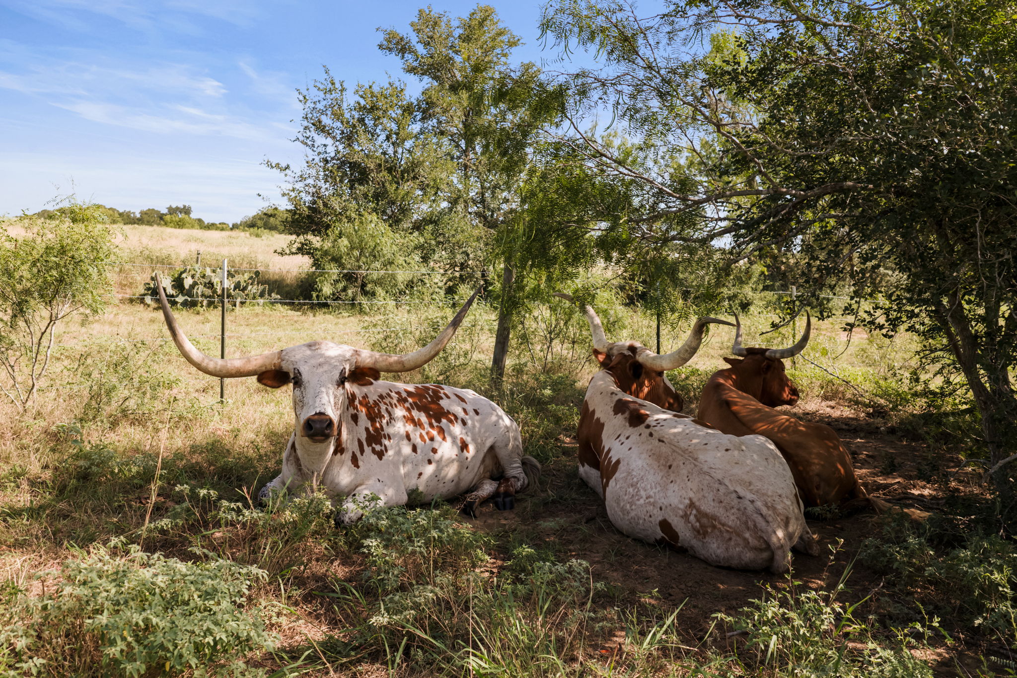 625 Callihan Road Luling, TX 78648 - Photo 4 of 26 Grazing land with mature trees offers a tranquil, verdant setting for ranch living.