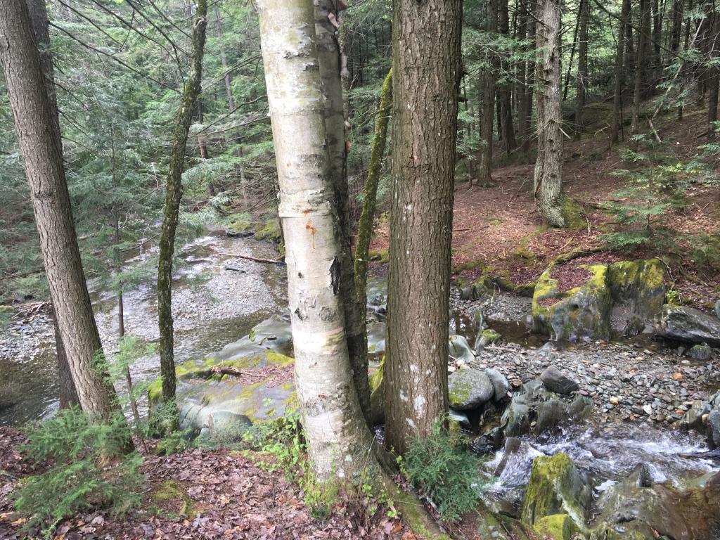 635 Warren Mountain Road Roxbury, VT 05669 - Photo 12 of 12