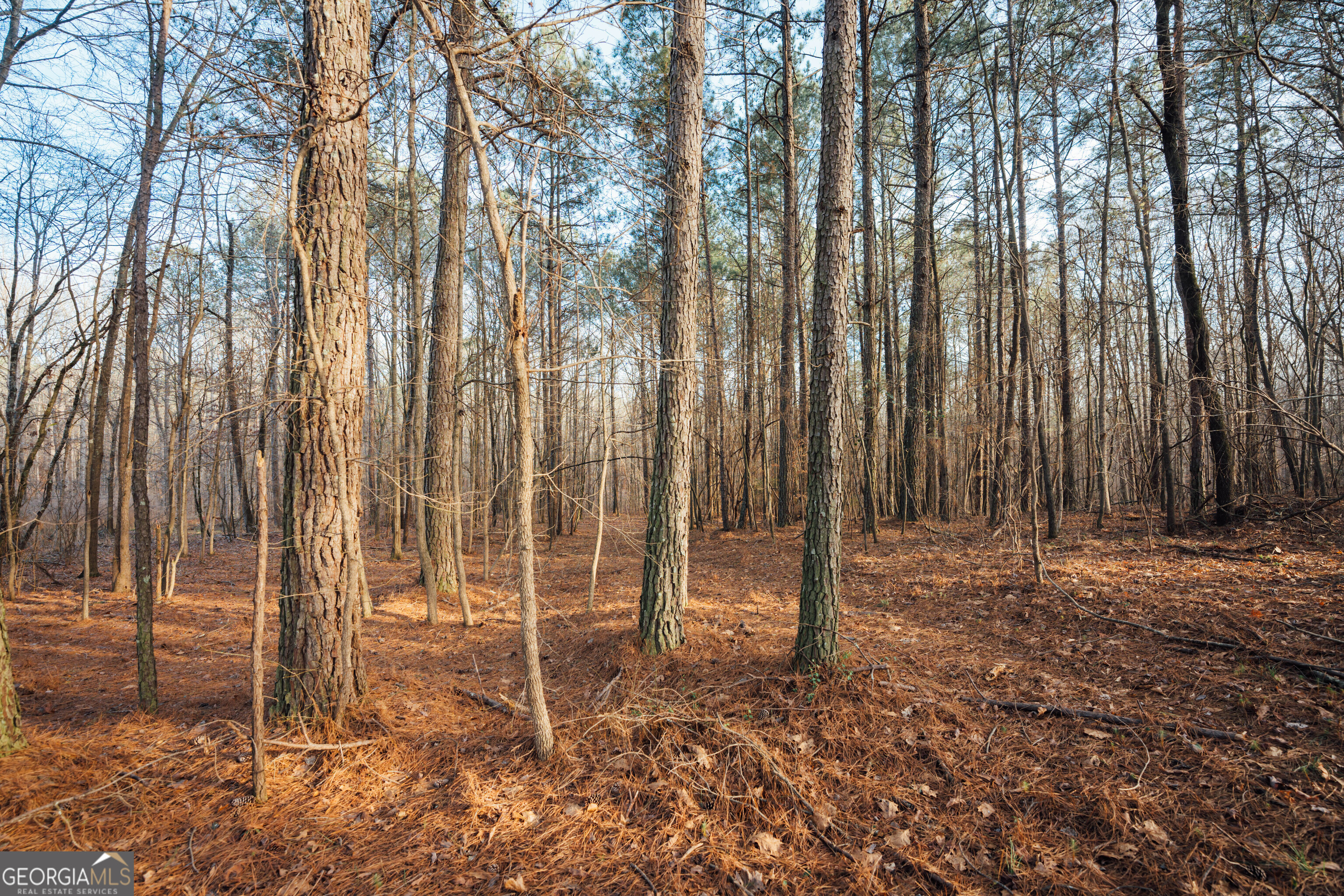28.61-acres Sandy Creek Road Madison, GA 30650 - Photo 14 of 20 a view of outdoor space with trees