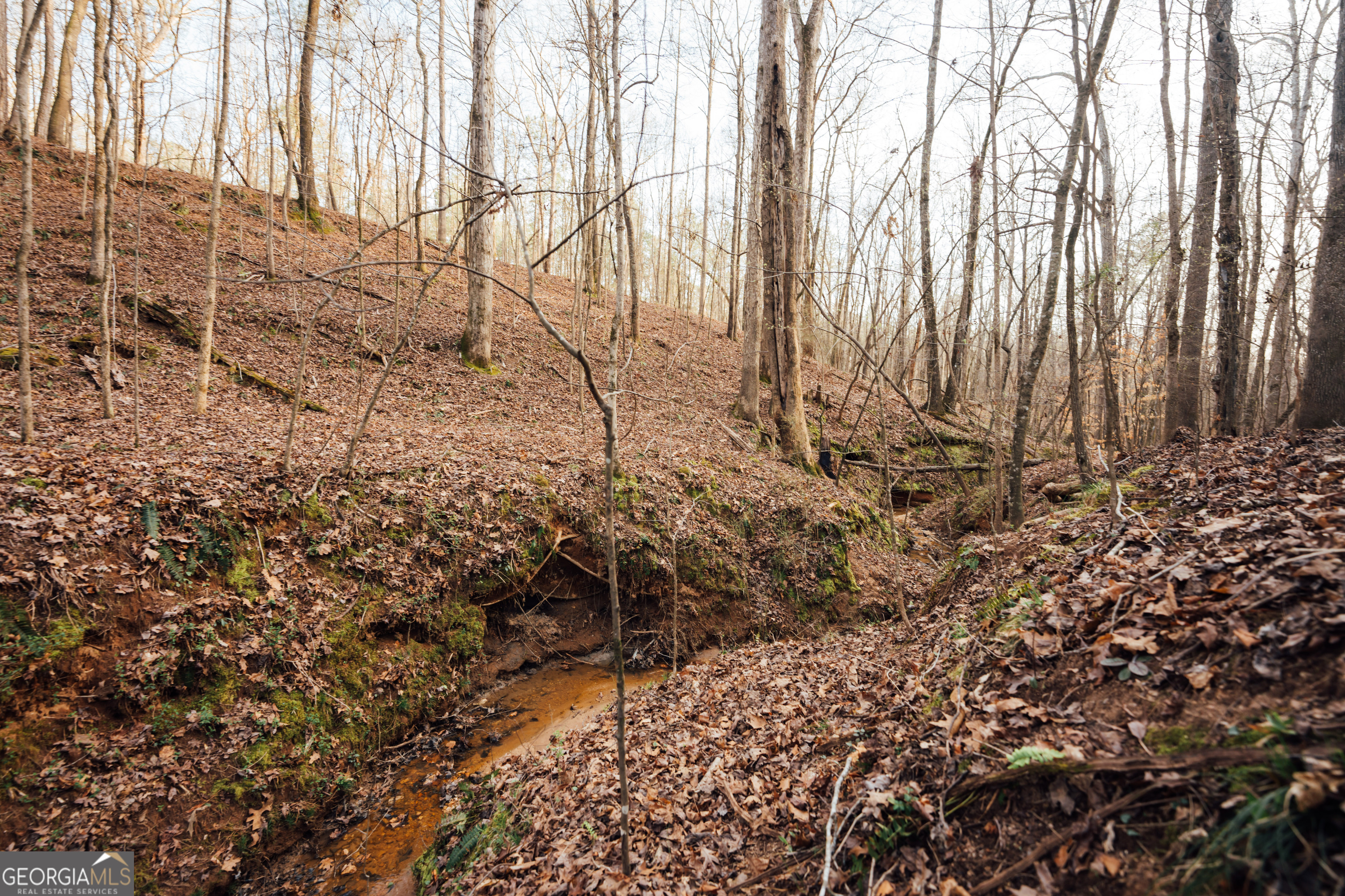 28.61-acres Sandy Creek Road Madison, GA 30650 - Photo 7 of 20 a view of a yard with plants and trees