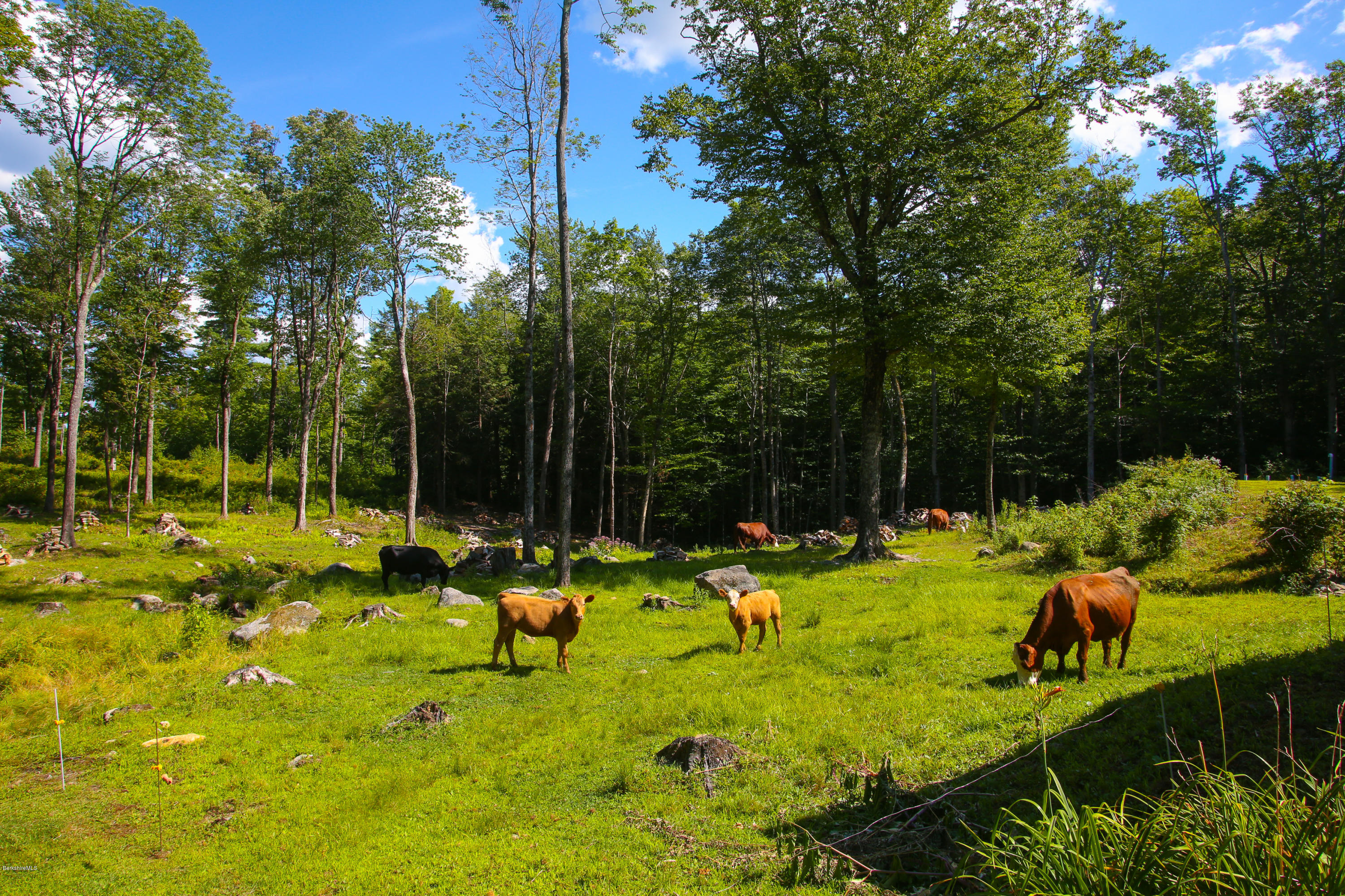 313 Abbott Hill Road Chester, MA 01011 - Photo 34 of 43 visiting cattle