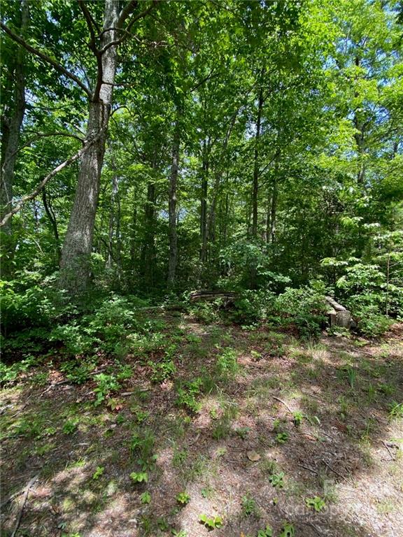 0 Holbert Cove Road Saluda, NC 28773 - Photo 4 of 7 a view of a lush green forest