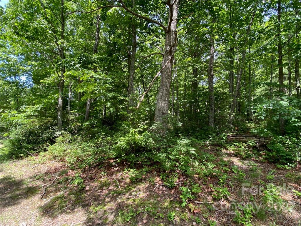 0 Holbert Cove Road Saluda, NC 28773 - Photo 5 of 7 a view of a lush green forest