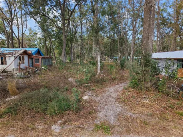 a view of a forest filled with trees