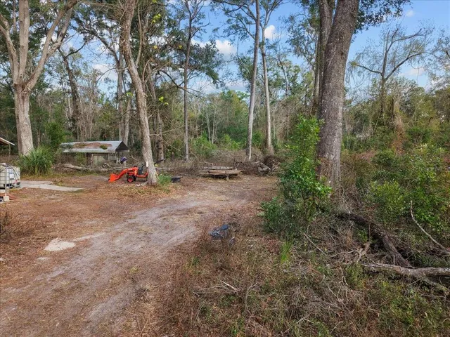 a view of a park with large trees