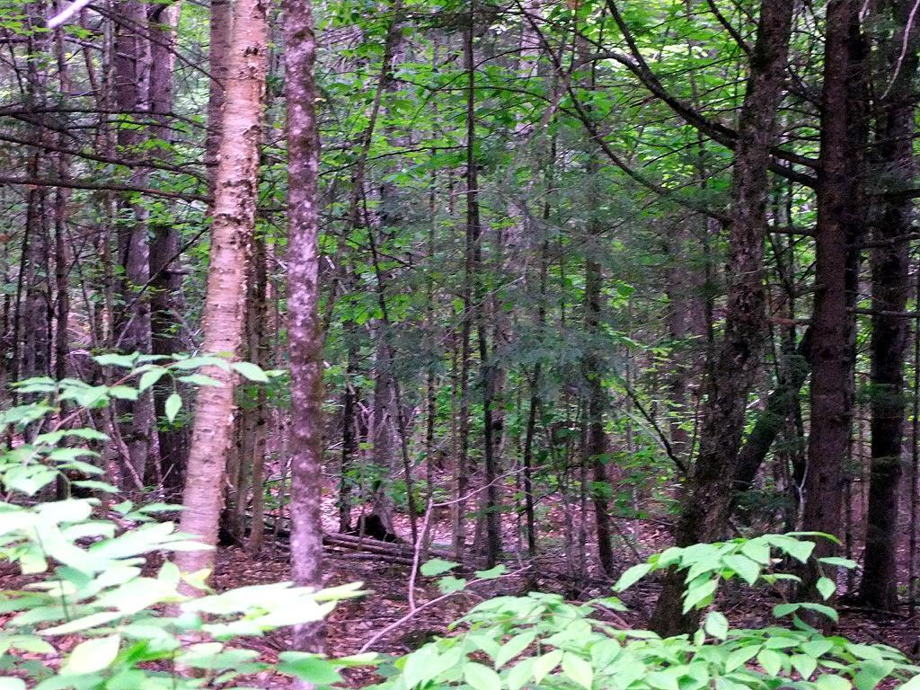 Lot 1 South Shore Road Houlton, ME 04730 - Photo 25 of 35 Photo