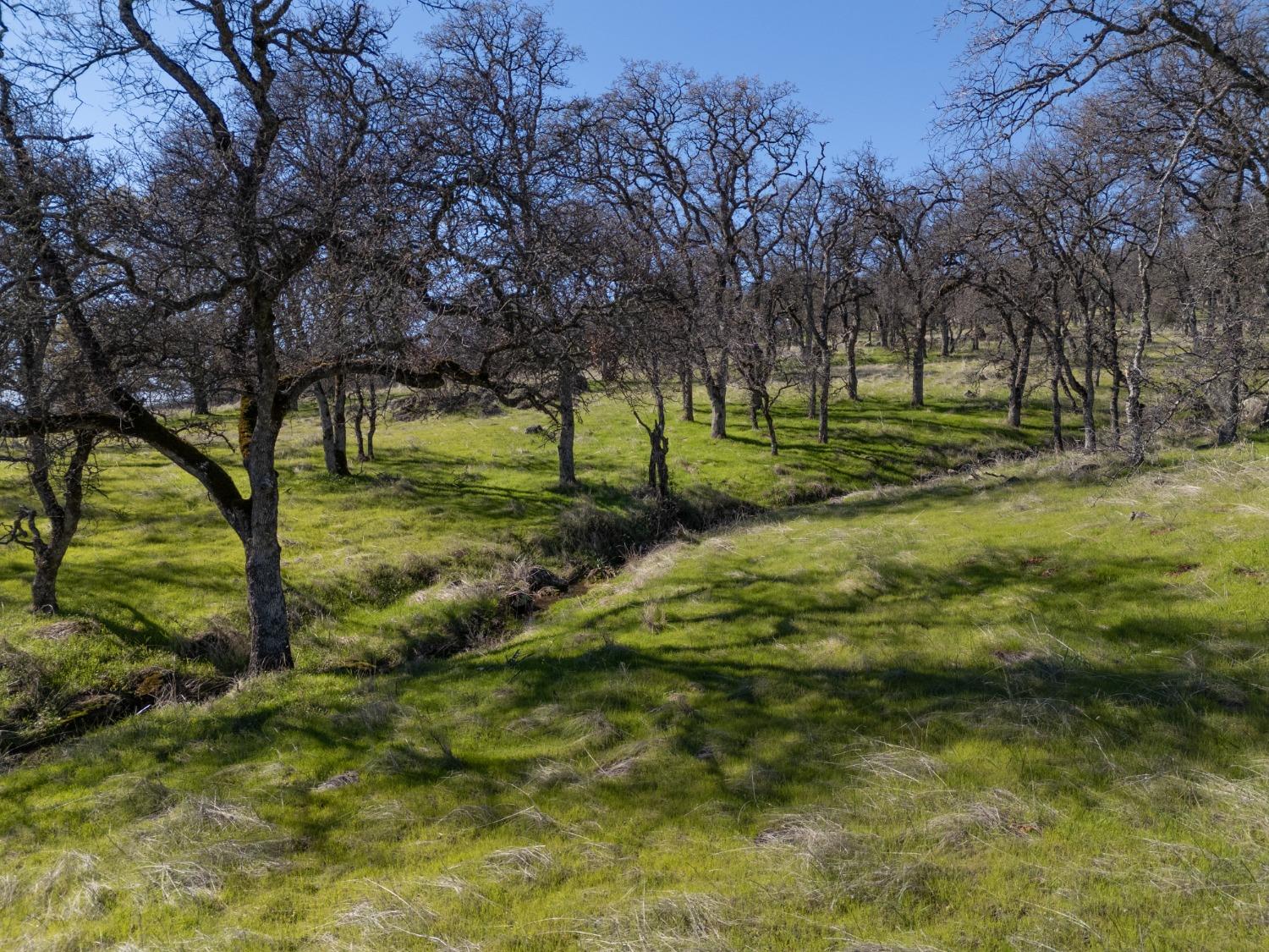 0 Stern Lane Browns Valley, CA 95918 - Photo 11 of 21 a view of a yard with a tree