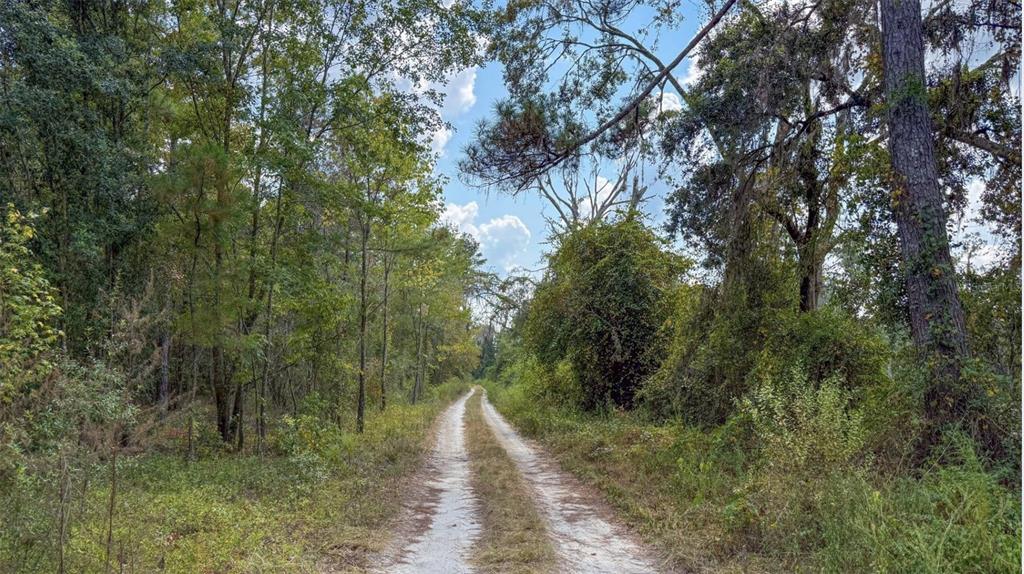 2 Highway 41 Sarasota, FL 34236 - Photo 6 of 10 a view of a forest filled with trees