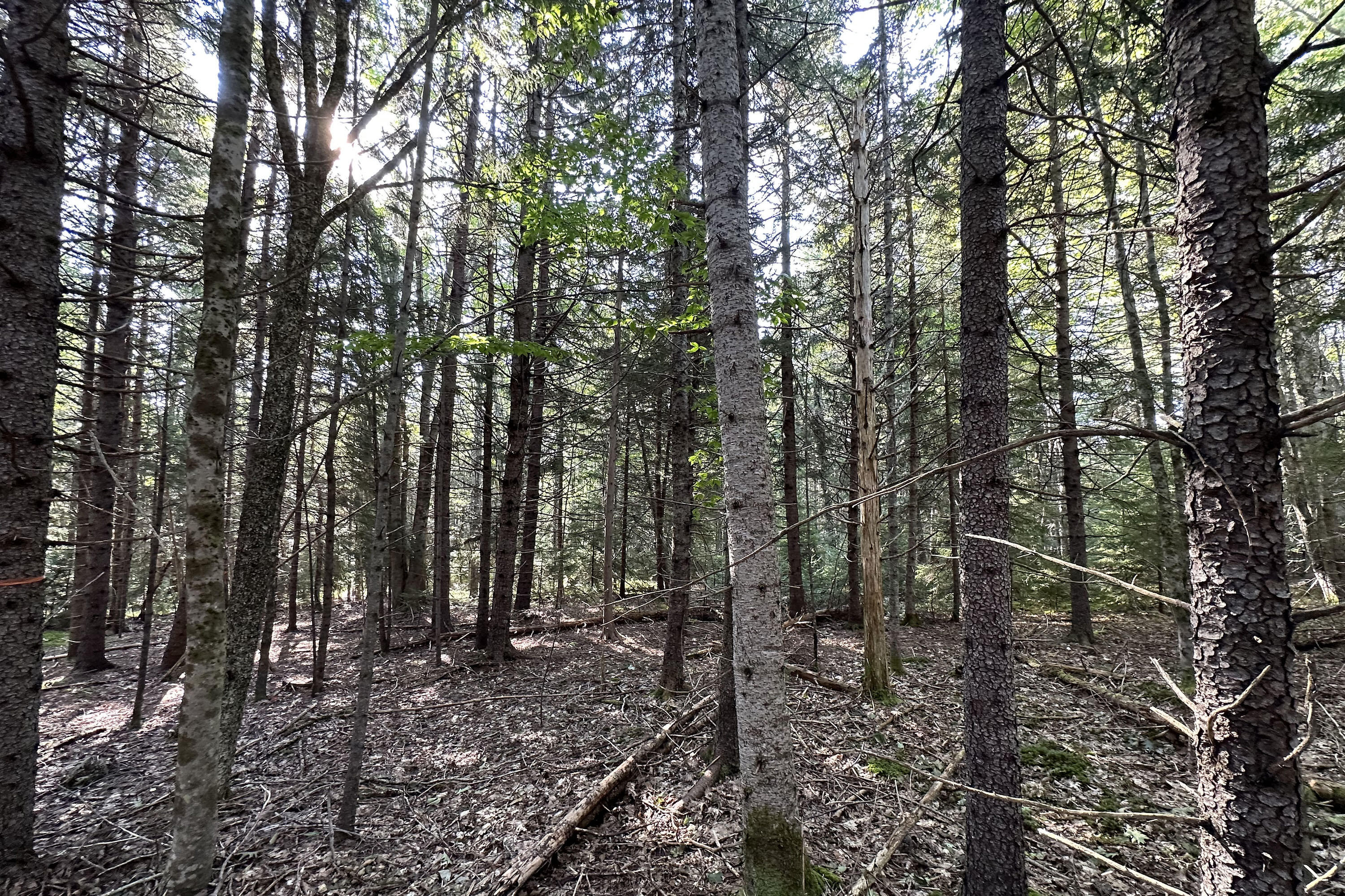 0 Cross Road Sedgwick, ME 04676 - Photo 13 of 24