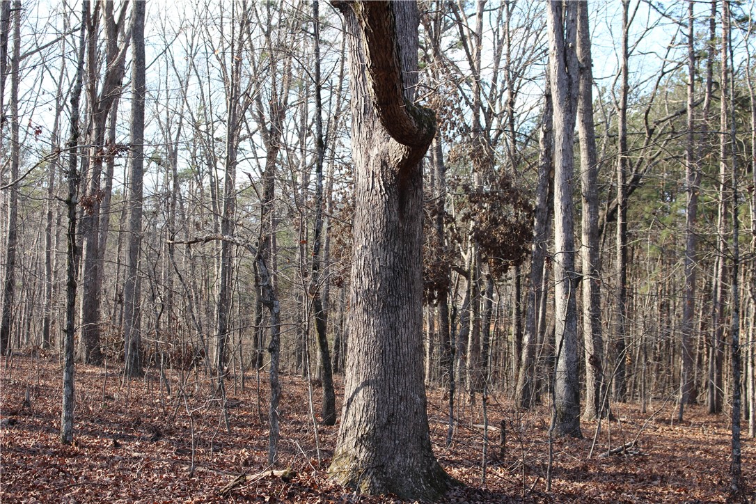 0 Wilkins Road Campobello, SC 29322 - Photo 12 of 12