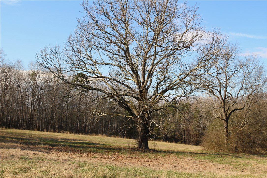 0 Wilkins Road Campobello, SC 29322 - Photo 4 of 12
