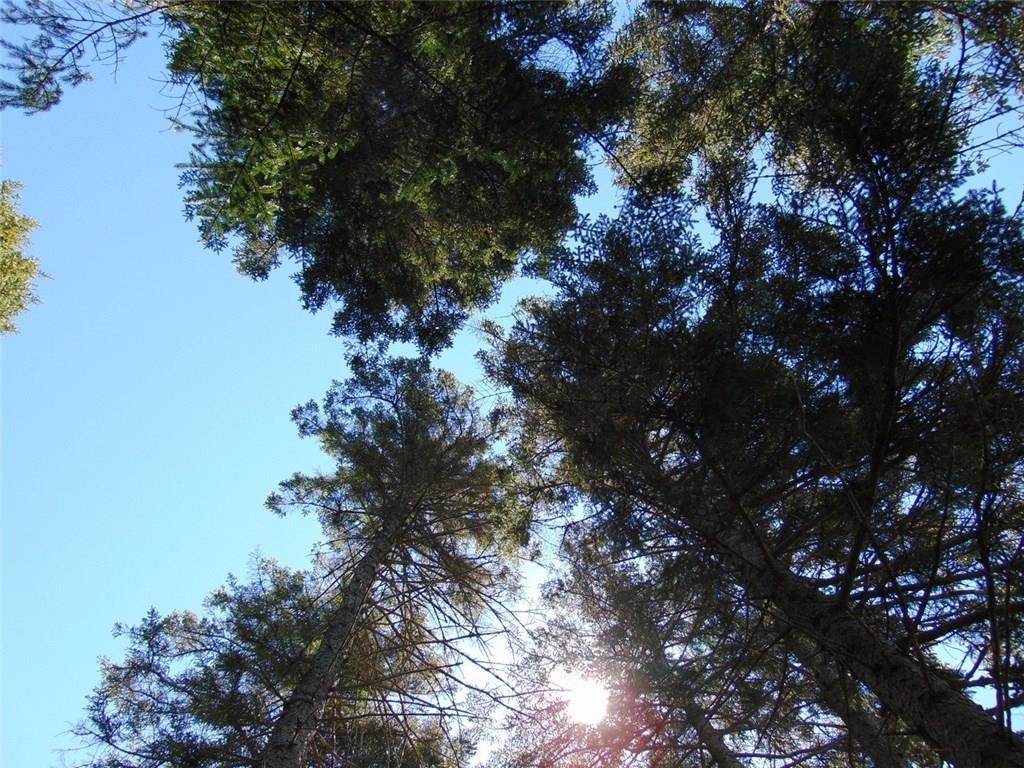 0 Ripley Point Road Harrington, ME 04643 - Photo 20 of 34 Some nice tall growth on the...