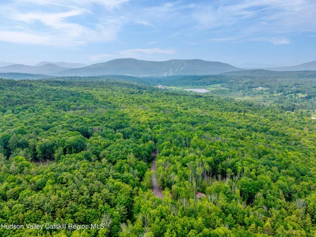 a view of a lush green forest with trees in the background