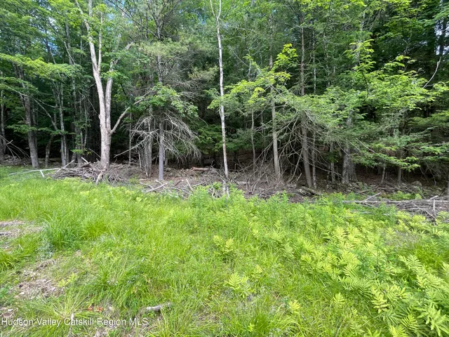 a view of a backyard with plants and large trees