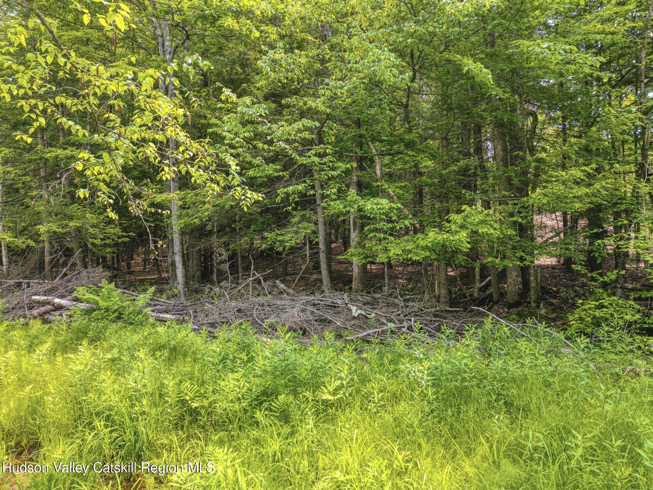 Tbd Boulder Brook Road Windham, NY 12496 - Photo 5 of 49 a view of a backyard with plants and large trees