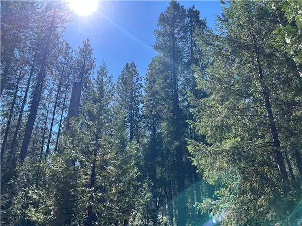 a view of a trees in a yard