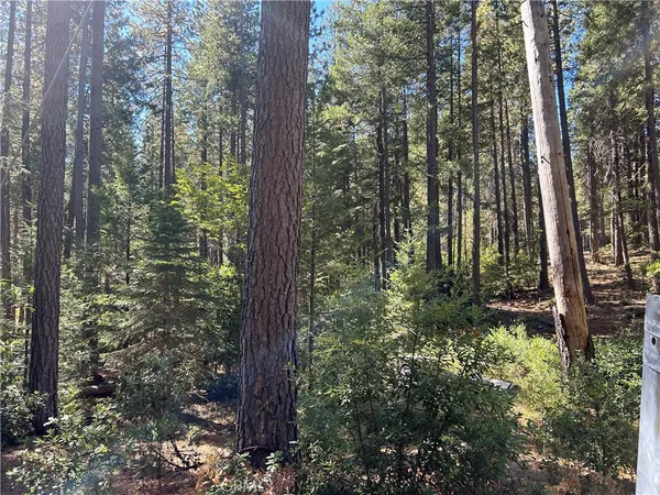 a view of forest