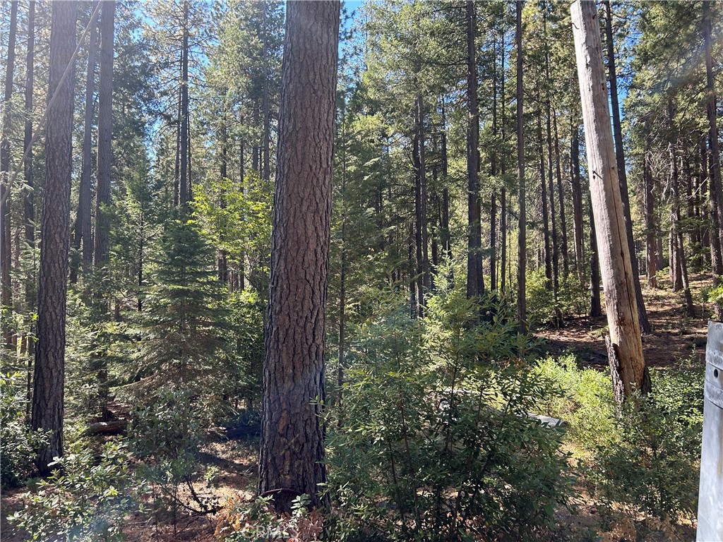 0 Coutolenc Road Magalia, CA 95954 - Photo 3 of 4 a view of forest