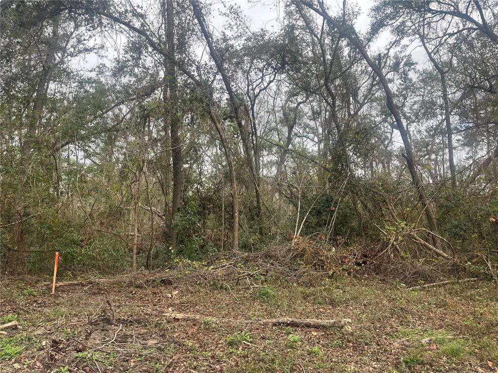 a view of an outdoor space with trees