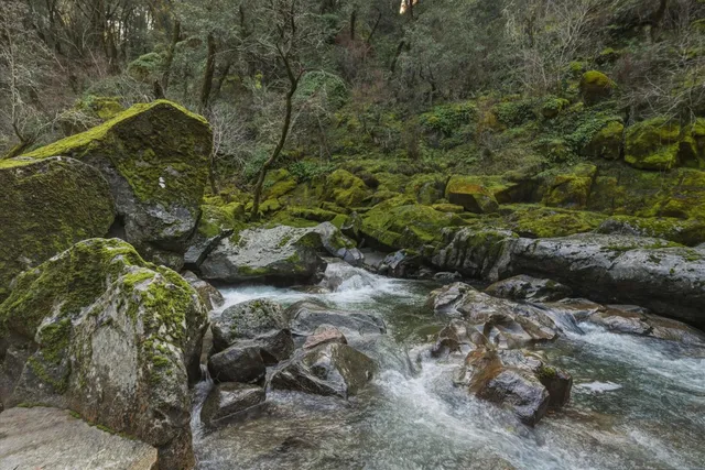 a backyard of a house with a yard and large trees