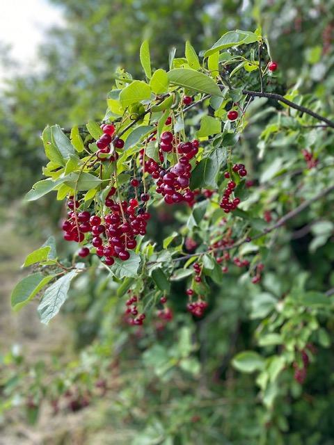 0 Pulcifur Road Mapleton, ME 04757 - Photo 15 of 19 Berries