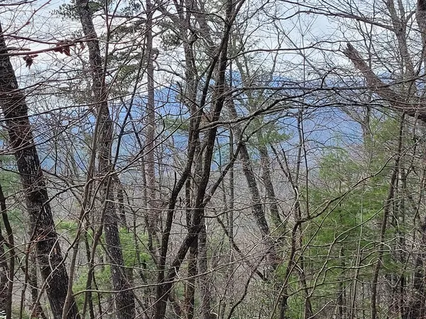 a view of a yard with large trees