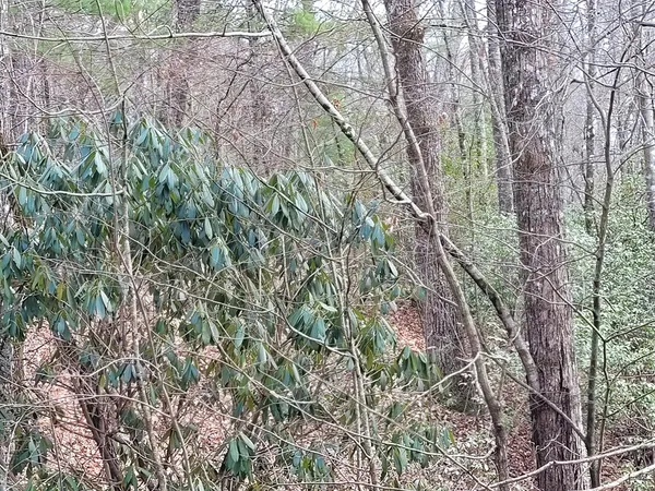 a view of a backyard with large trees