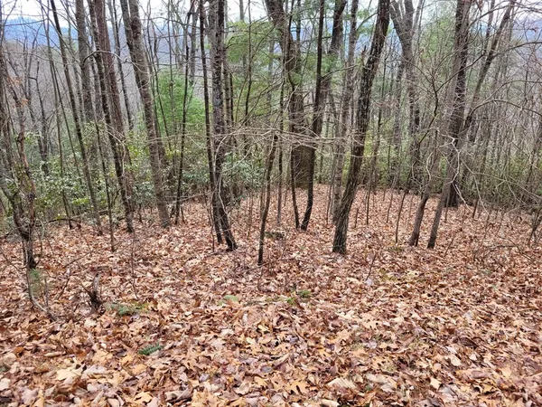 a view of a yard with a tree