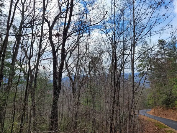 a view of a forest filled with trees