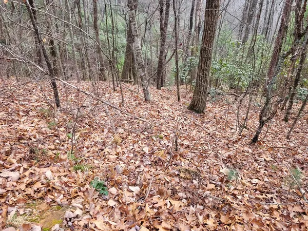 a view of forest