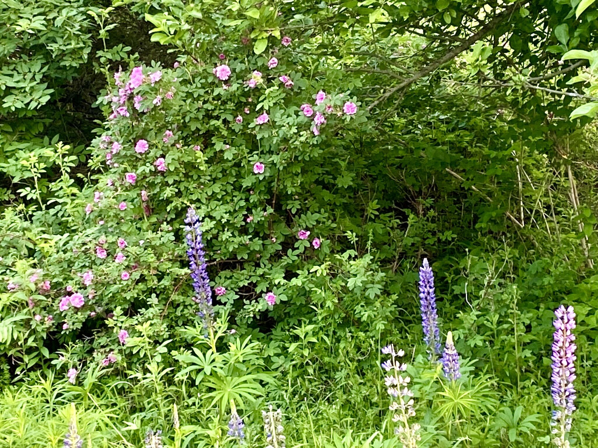 797 Ward Hill Road Troy, ME 04987 - Photo 43 of 49 Ward Hill Road Roses & Lupine